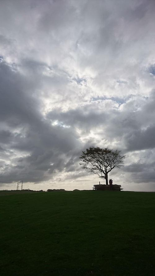 Solitary beech tree between Cleeve Hill & Cleeve Common